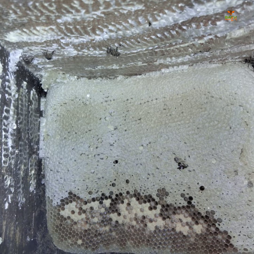 Swat Dir Mountain Small Bee Honey سوات و دیر کا پہاڑی خالص شہد