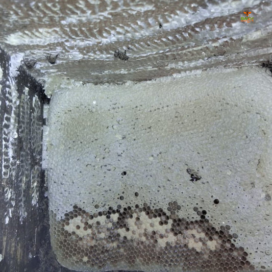 Swat Dir Mountain Small Bee Honey سوات و دیر کا پہاڑی خالص شہد